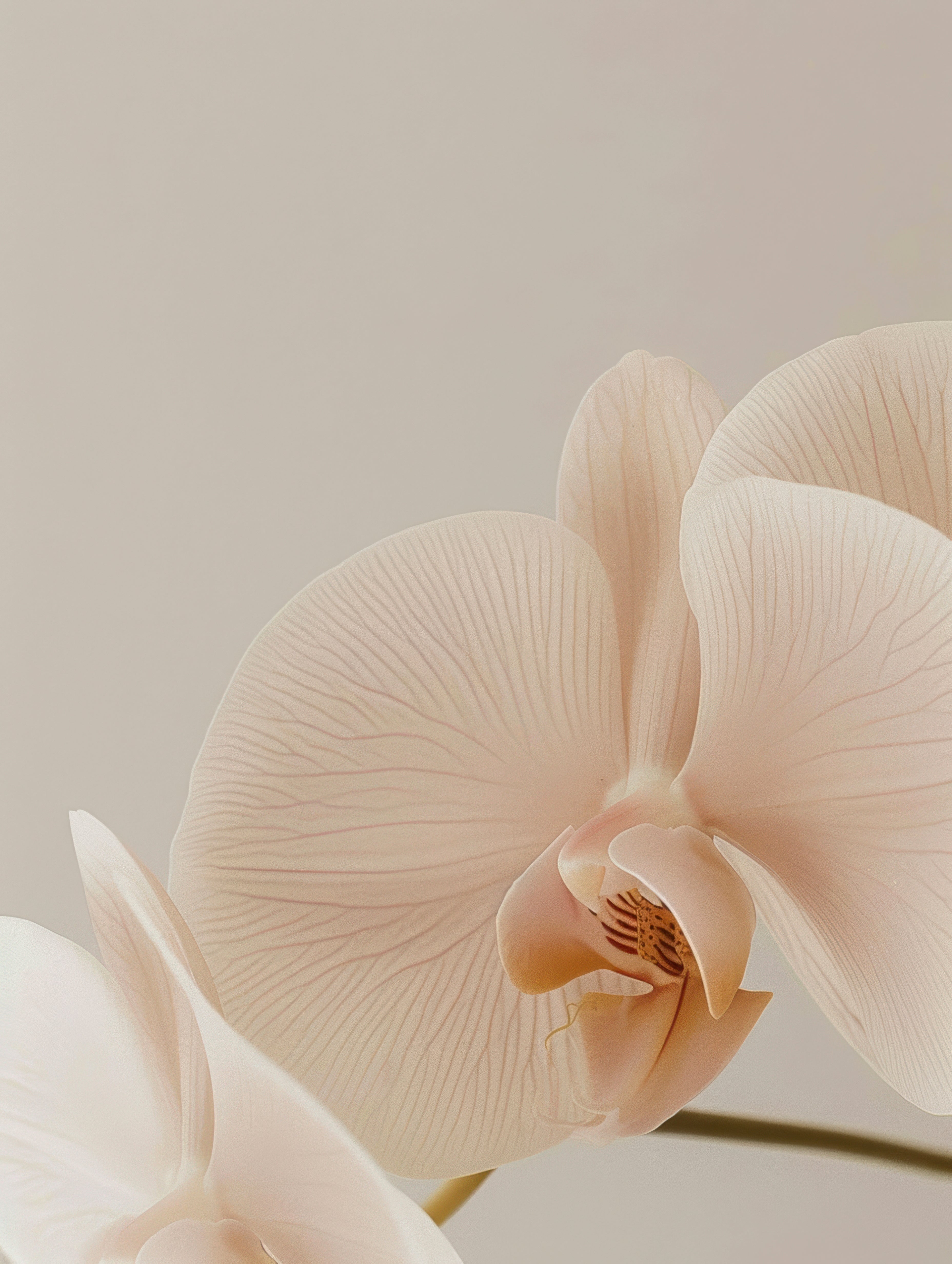 Fragrance free